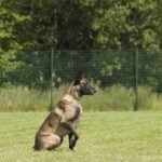 belgian shepherd, pet, animal, malinois, dog, sitting